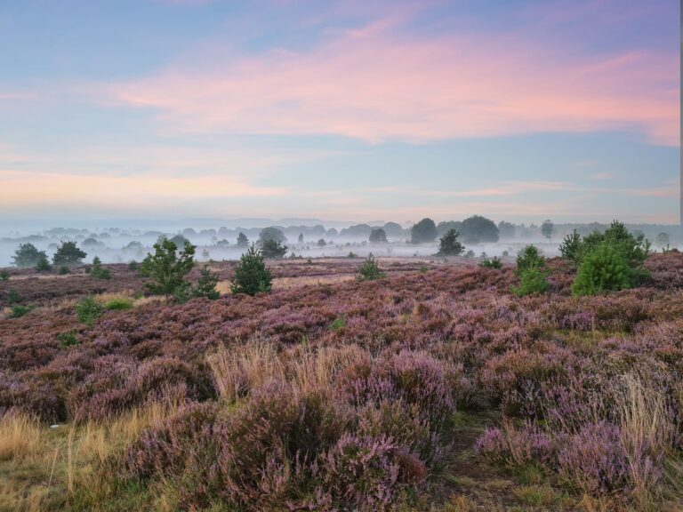 Een Dagtrip naar de Veluwe