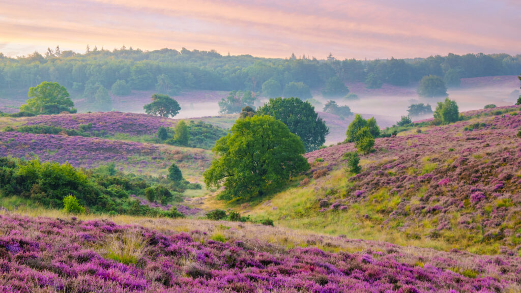 beste tijd van het jaar om de Veluwe te bezoeken