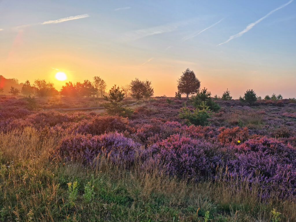 Nationaal Park De Hoge Veluwe – Hoenderloo, Otterlo en Schaarsbergen