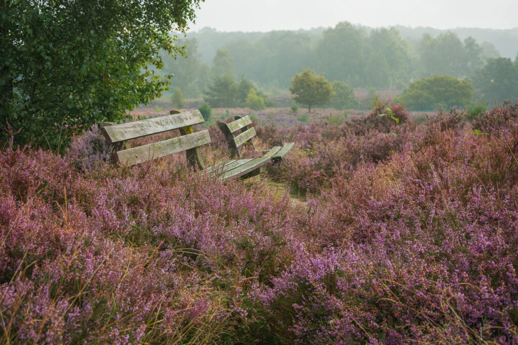 verschillen tussen Nationaal Park De Hoge Veluwe en Veluwezoom